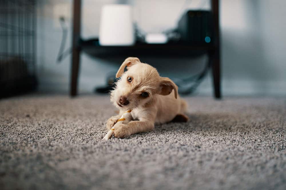 Professional Carpet Cleaning Tips - Dealing With Pet Urine
